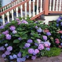 紫陽花（あじさい）Hydrangea 