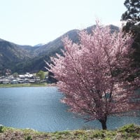 中綱湖の桜　　