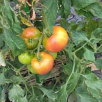 地這いキューリ　トマトが順調です
