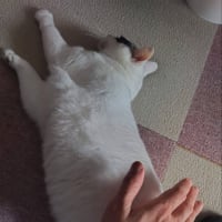 白猫　チェッカー and ハンター 
