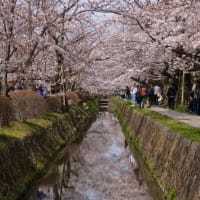 (8K)京都・桜満開になった哲学の道を歩く＋おまけ(2024/4/6）cherryblossom in Kyoto　#桜 #cherryblossom #japan