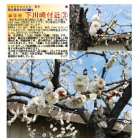 花巡り「梅－367」 幸手市　下川崎付近①②③