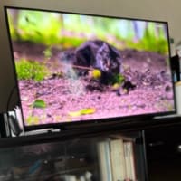 ついにその日が