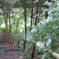 一万本のアジサイ…涸沼自然公園（茨城町）