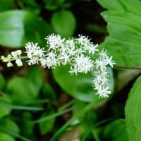 山は夏山　シオカラトンボ