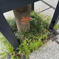 オサンポ walk - 植物plant : 幹の脇っちょ at the side of shaft(tree)