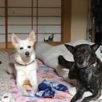 かっなりのお久しぶりです。