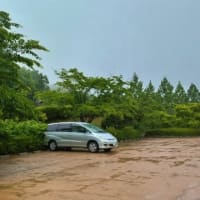 雨の裏山