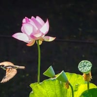 花と野鳥