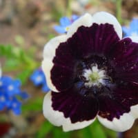 花の写真