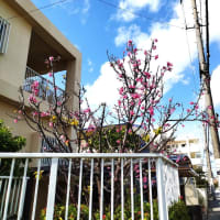 沖縄の季節 ～ 本島南部にも桜咲く・駆け足で来る春