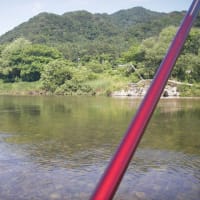 7/8-12 鮎釣り解禁して２週間だが北越三面川は🐟魚の成長遅れて群れ鮎が多いかなー❕❓