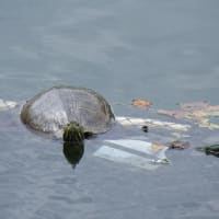 初夏の鎌北湖を見に行ってきました　後編