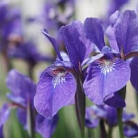 ガザニアとアヤメの花・紫外線吸収と反射について