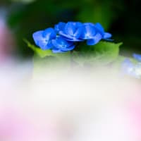 赤と青の紫陽花