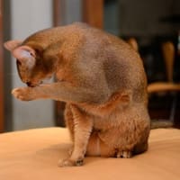 金缶好き。
