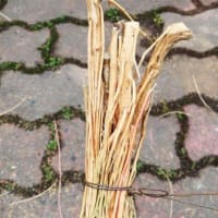 ほうき草（コキア）で箒の作り方
