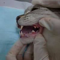 猫の歯肉炎はこうなります。