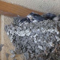 ツバメの子育て