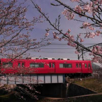 春が来た