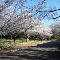 桜満開（千葉市：泉自然公園、青葉の森公園、他）