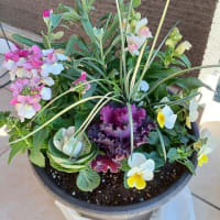 寄せ植え　猫など。