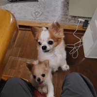 ガソリンを入れてきました