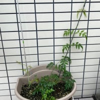 3年目の紫陽花たち
