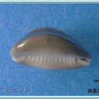 ハナマルユキ