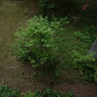 軽井沢の庭、５月末に咲く花　１／２