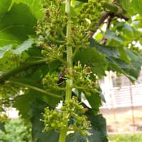 ブドウの花