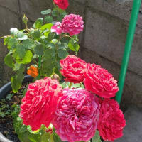 空をバックに撮りました。🌹💫