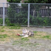 アルコール浸けに期待