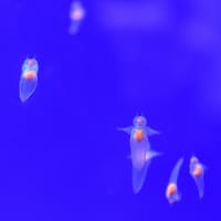 オホーツク海流氷　網走市　２　