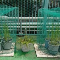 2019年 校庭「バケツ稲」①１月～9月 準備・田植え・稲刈り前まで。