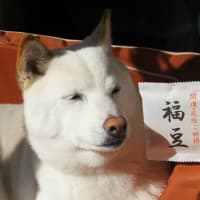 福豆、愛ちゃん♪