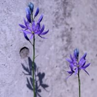 初夏の花達７）