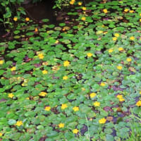 2025真夏の結縁寺へ(7月1日）