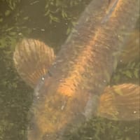 科学への希求