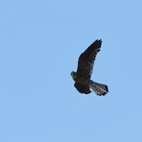 野鳥撮影日記2022(チョウゲンボウ)