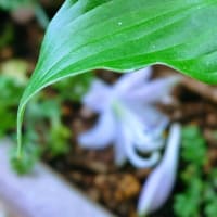 水無月の〆。JULIE７７歳と５日目に薄紫21･22番２輪咲いて