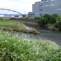 2024神奈川河川ﾎﾟﾀﾘﾝｸﾞ『玉川』②戸沢橋～恩曽川と合流