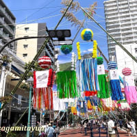 「日本三大七夕祭り」の一つ「第73回湘南ひらつか七夕まつり」開幕！！
