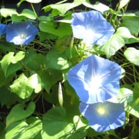 朝顔の花が咲く日に・・・