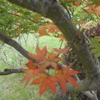 紅葉？？