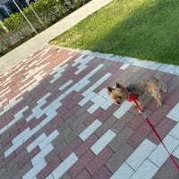 チュールに助けられてます