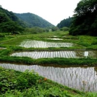 東京の里山「横沢入」