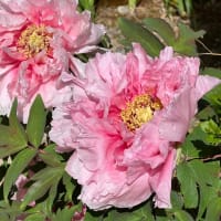 ボタンの花