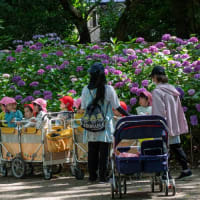 筥崎宮あじさい苑