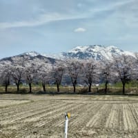 八海山と桜
